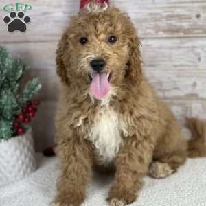 Henry, Mini Goldendoodle Puppy